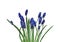 Blue muscari flowers isolated