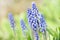 Blue muscari flowers or mouse hyacinth in spring