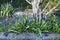 Blue muscari flowers on a sunny day