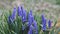 Blue Muscari spring primroses in the rain