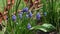 Blue muscari wildflower grows in the ground