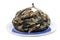 blue mussel bivalve