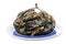 Blue mussel bivalve