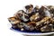 Blue mussel bivalve