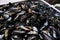 Blue Mussel on Fresh Food Market