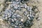 Blue mussels attached to rocks with limpet aquatic snail