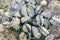 Blue mussels attached to rocks with limpet aquatic snail