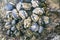 Blue mussels attached to rocks with limpet aquatic snail