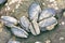 Blue mussels attached to rocks with limpet aquatic snail