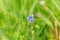 Blue Myosotis Forget me not flower in the grass during spring flowering.