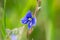 Blue Myosotis Forget me not flower in the grass during spring flowering.