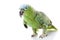 Blue-naped Amazon Parrot