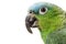 Blue-naped Amazon Parrot