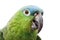 Blue-naped Amazon Parrot