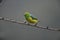 Blue-naped chloraphonia, Chlorophonia cyanea