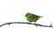 Blue-naped chloraphonia, Chlorophonia cyanea