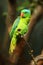 The blue-naped parrot Tanygnathus lucionensis, also the blue-crowned green parrot, Luzon parrot, the Philippine green parrot or