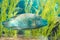 Blue Napoleon Wrasse swimming in ocean aquarium tank aqua world in Phu Quoc, Vietnam