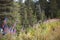 Blue narrow-leaved fireweed growing in a forest