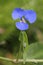 Blue Native Wandering flower against blurred green background of garden