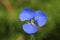 Blue Native Wandering flower head, background blurred