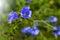 Blue natural chicory flowers in the summer flower garden