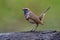 blue neck bird standing on dirt pole with tail lifting high in happy action, male of bluethroat Luscinia svecica