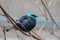 Blue-necked tanager