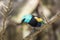 Blue Necked Tanager