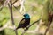 Blue necked tanager Tangara cyanicoilis