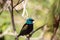 Blue necked tanager Tangara cyanicoilis