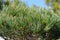Blue-needled Japanise White Pine