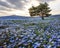 Blue nemophila fields surrounding a tree