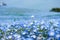 blue nemophila flowers land at hitachi seaside park on spring season.