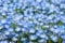 blue nemophila flowers land at hitachi seaside park on spring season.