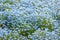 blue nemophila flowers land at hitachi seaside park on spring season.