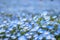 blue nemophila flowers land at hitachi seaside park on spring season.