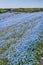 Blue Nemophila at Hitachi Seaside Park