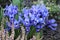 Blue netted iris Iridodictyum reticulatum or Iris reticulata flowers