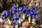 Blue netted iris in spring, also called Iris reticulata or zwerg iris