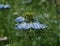 Blue Nigella Damascena