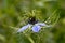 Blue Nigella Damascena