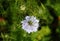 Blue Nigella Flower