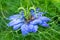Blue nigella flower blossom