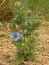 Blue nigella flowers