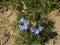 Blue nigella flowers
