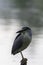 Blue night heron solitary standing on post copyspace empty background