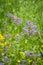 Blue nightshade family flower on a meadow