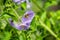 Blue nightshade Solanum umbelliferum