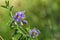 Blue nightshade Solanum umbelliferum wildflowers, California
